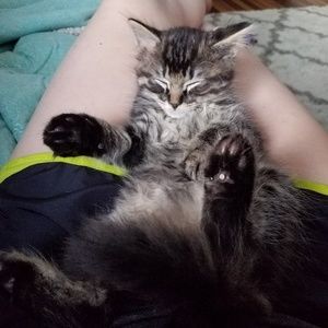 Meet your Posher, Gwen